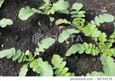 種植的蘿蔔苗 96744236