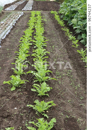 種植的蘿蔔苗 96744237