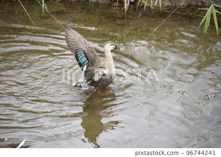 Waterside caesar butterfly Waterside caesar butterfly 96744241