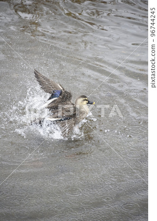 Waterside caesar butterfly Waterside caesar butterfly 96744245