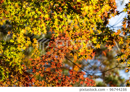 EOSR. Hiroshima Miyajima, translucent maple. 96744286
