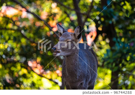 EOSR. Hiroshima Miyajima, Laughing Deer. 96744288
