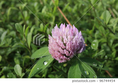 紅三葉草花特寫 紅三葉草花特寫 96744454