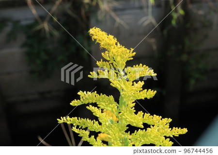 外來植物一枝黃花 外來植物一枝黃花 96744456