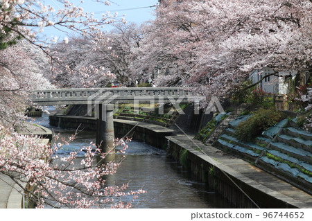 富山縣著名的櫻花勝地鼬川 4 96744652