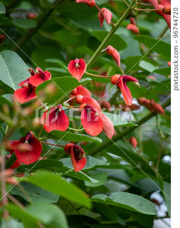 Okinawa's prefectural flower blooming in the Imperial Palace, American deigo Okinawa's prefectural flower blooming in the Imperial Palace, American deigo 96744720