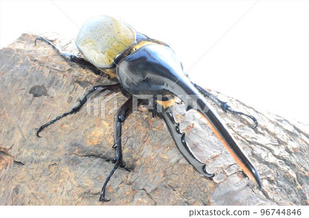 Hercules Beetle Hercules Hercules On a tree White background Hercules Beetle Hercules Hercules On a tree White background 96744846