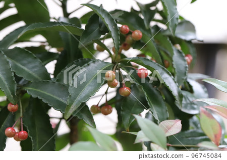 Red manryo fruit growing in a Japanese winter garden Red manryo fruit growing in a Japanese winter garden 96745084