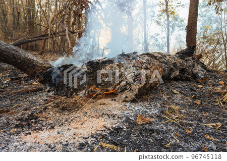 After wildfire disaster caused by humans 96745118