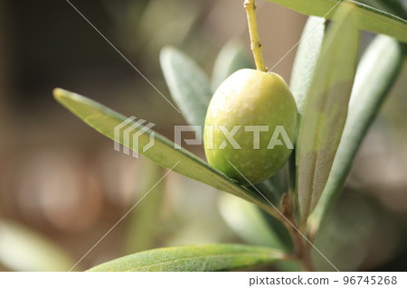 橄欖果特寫 96745268
