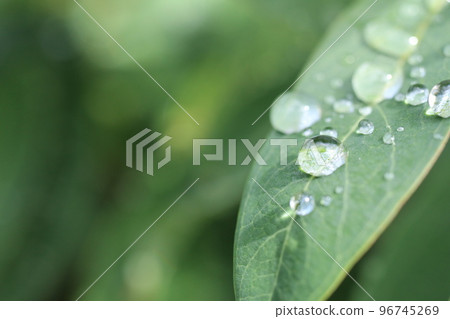 藍莓樹葉和水滴特寫 96745269