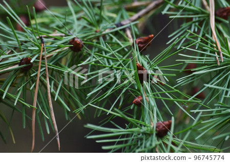 Young shoots of spruce cones. In spring, spruce cone "flowers" bloom on spruce. 96745774