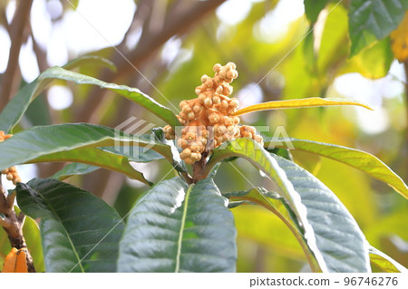 枇杷花蕾 96746276