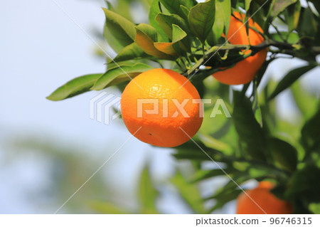 Harvest mandarin oranges 96746315