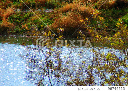 茂川河面 96746333