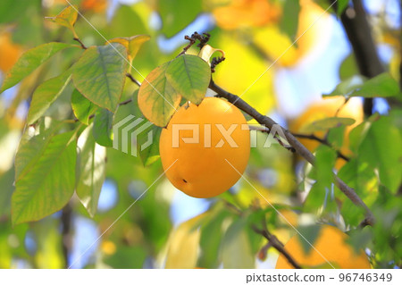 大型彩色木瓜 大型彩色木瓜 96746349