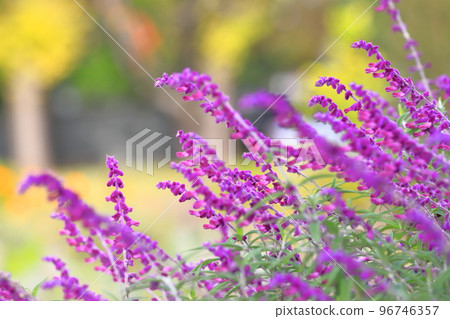 Purple amethyst sage (Mexican bush sage) Purple amethyst sage (Mexican bush sage) 96746357