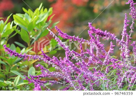 Purple amethyst sage (Mexican bush sage) 96746359