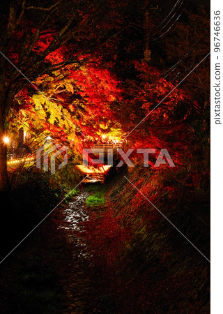 Kawaguchi lake Maple lighting corridor Kawaguchi lake Maple lighting corridor 96746636