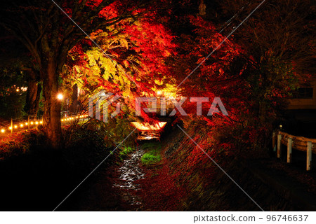 Kawaguchi lake Maple lighting corridor Kawaguchi lake Maple lighting corridor 96746637