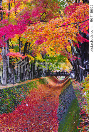 富士河口湖紅葉走廊 富士河口湖紅葉走廊 96746692