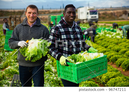 Portrait of two working friends harvesting lettuce on plantation Portrait of two working friends harvesting lettuce on plantation 96747211