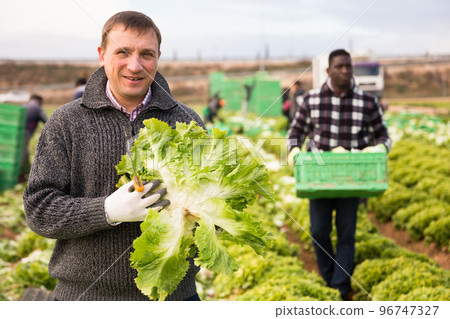 Portrait of smiling farmer with lettuce crop Portrait of smiling farmer with lettuce crop 96747327