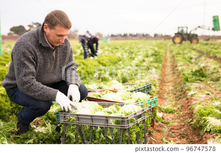 Positive farmer harvesting lettuce and put in plastic box on plantation 96747578