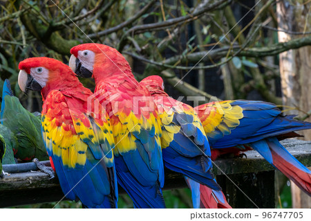 Group of ara parrots, red parrot Group of ara parrots, red parrot 96747705