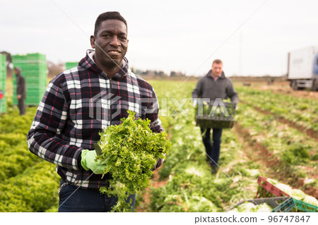 African american man gardener during harvesting of lettuce African american man gardener during harvesting of lettuce 96747847
