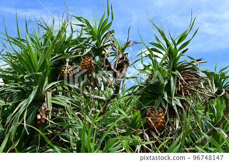 阿丹 阿丹 96748147