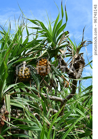 阿丹 阿丹 96748148