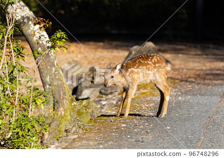 EOSR. Hiroshima Miyajima, Kagamu Fawn. EOSR. Hiroshima Miyajima, Kagamu Fawn. 96748296