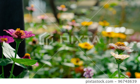 Pink senior Pink senior 96748639