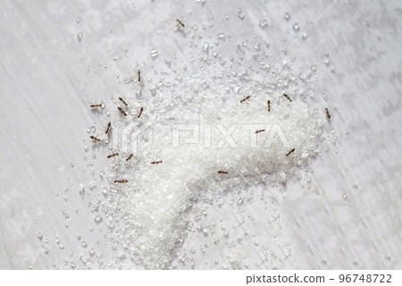 Sugar ant on table background, white sugar with ant eating sweet sugar crystalline granulated Sugar ant on table background, white sugar with ant eating sweet sugar crystalline granulated 96748722