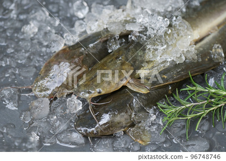 catfish on ice in the fish market, fresh raw catfish freshwater fish, catfish for cooking food, fish with ingredients herb rosemary catfish on ice in the fish market, fresh raw catfish freshwater fish, catfish for cooking food, fish with ingredients herb rosemary 96748746