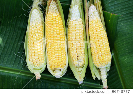 Sweet corn for cooking food, Corn on the cob, Fresh corn on banana leaf background, Harvest ripe corn organic 96748777