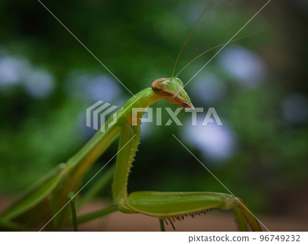 Mantis of the garden Mantis of the garden 96749232