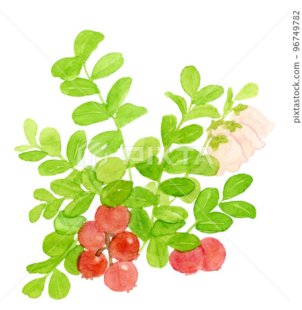 越橘花和水果水彩 96749782