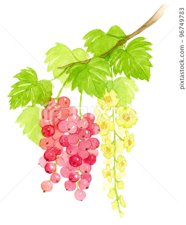 紅醋栗花和漿果的水彩畫 96749783