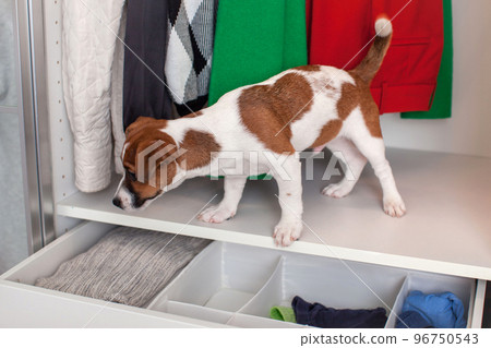 Dog Jack Russell Terrier puppy sits in the closet. Wardrobe storage. 96750543