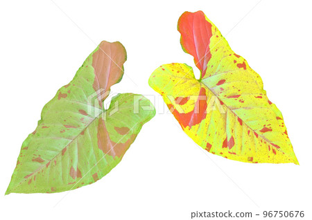 Syngonium milk confetti 96750676