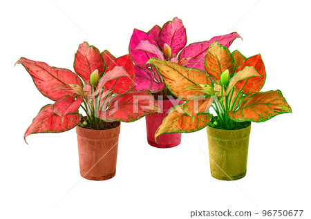 Aglaonema on white background 96750677