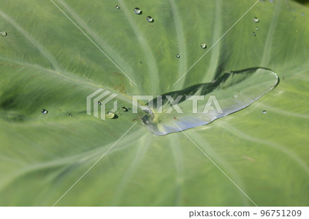 Rainwater polka dots on taro leaves Rainwater polka dots on taro leaves 96751209