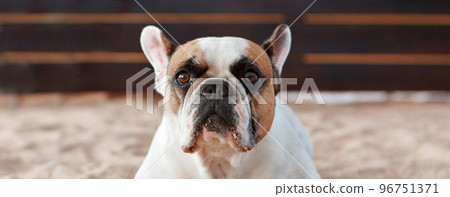 the french bulldog is waiting and begging to go for a walk with the owner, sitting or lying on the mat. Puppy of French bulldog posing on camera and looking. High quality photo. 96751371