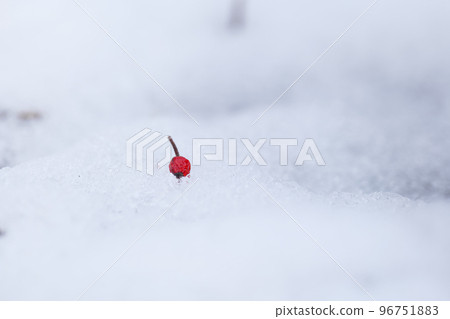 一顆紅色的漿果落在隆冬的雪中 一顆紅色的漿果落在隆冬的雪中 96751883