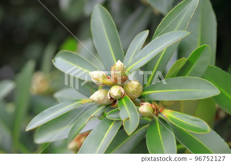 White Taiwan camellia (Taiwan camellia) buds 96752127