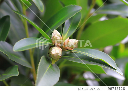 白色台灣山茶花（台灣山茶花）花蕾 96752128