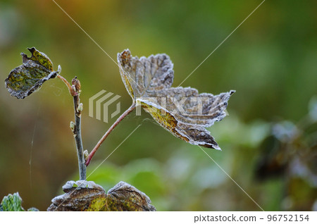 First autumn frost. The leaves of the currant bush were covered with frost. The photo was taken in the garden. 96752154
