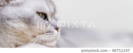 Close-up of a cat's muzzle. Scottish cat with green eyes. 96752297
